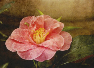 La culla del dècoupage 1571 0 la_ culla_del_decoupage